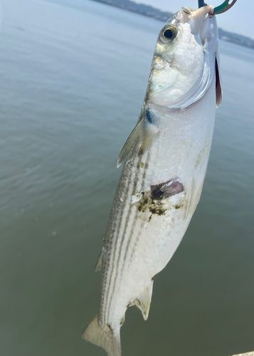 ボラの釣果