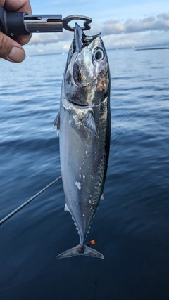 ソウダガツオの釣果