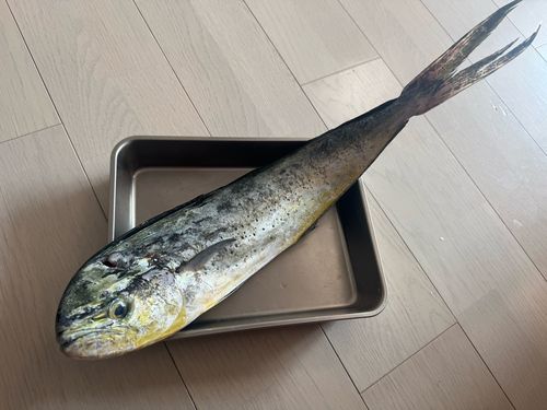 シイラの釣果