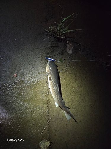 メナダの釣果