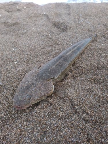 片野海水浴場