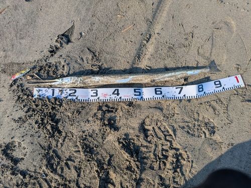 ダツの釣果