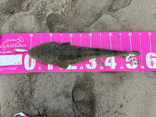 コチの釣果