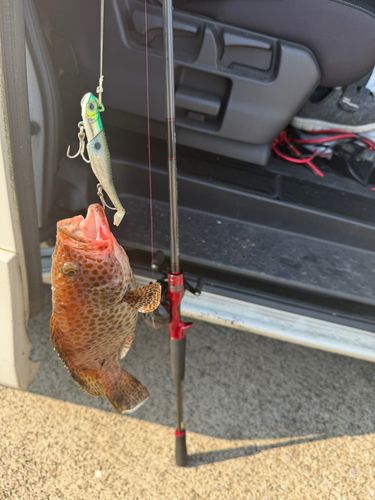 オオモンハタの釣果