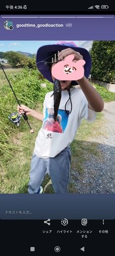 アユカケの釣果