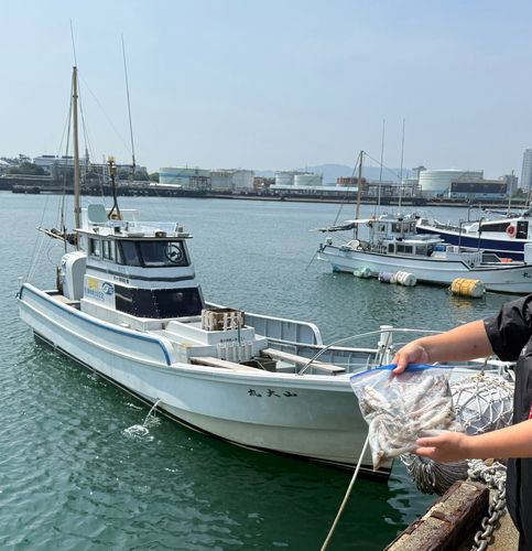 シロギスの釣果