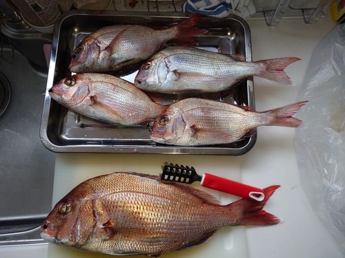 マダイの釣果