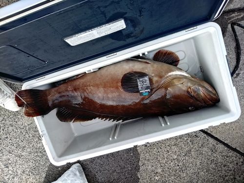 クエの釣果