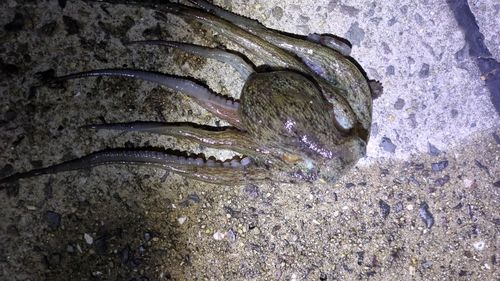 マダコの釣果