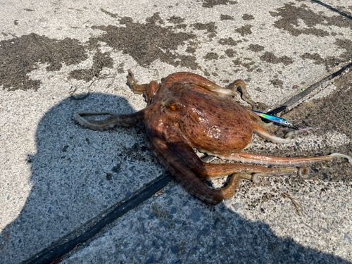 マダコの釣果