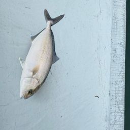 ショゴ
