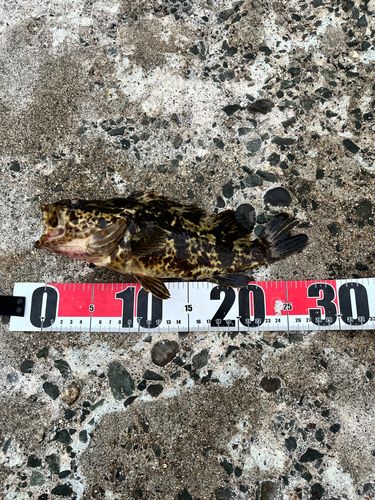 タケノコメバルの釣果