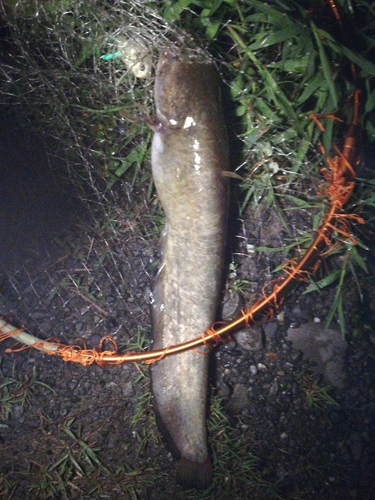 ナマズの釣果