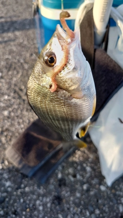 キビレの釣果