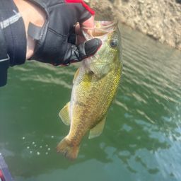 ラージマウスバス