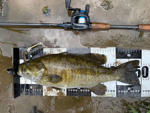 スモールマウスバスの釣果