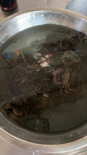 カニの釣果