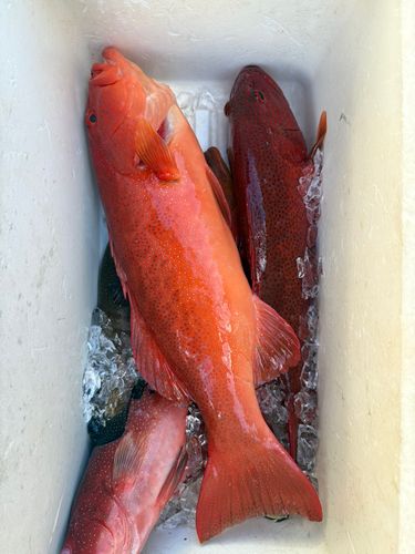 コクハンアラの釣果