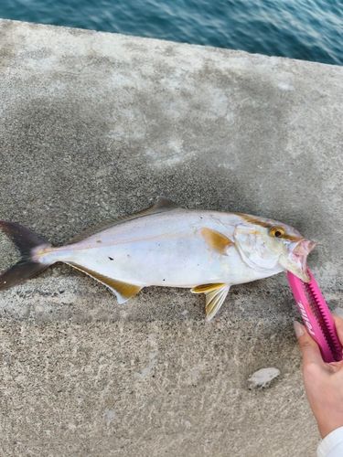 カンパチの釣果
