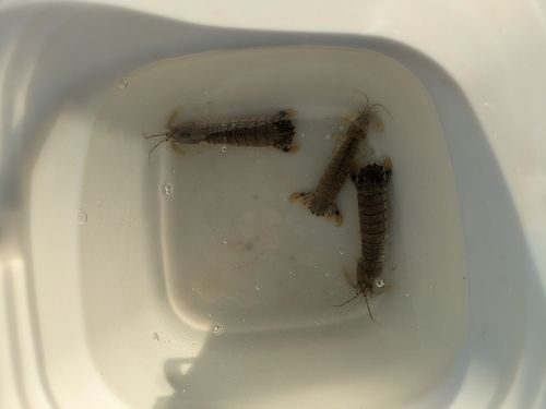 シャコの釣果