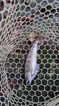 ヤマメの釣果