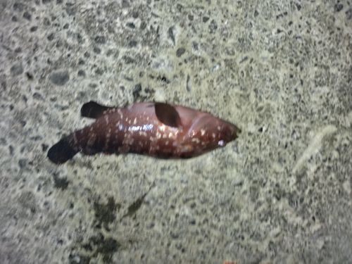 キジハタの釣果