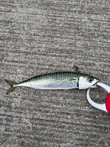 サバの釣果