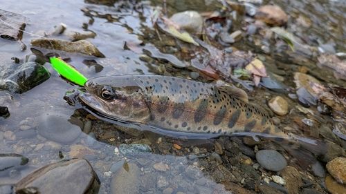 ヤマメの釣果