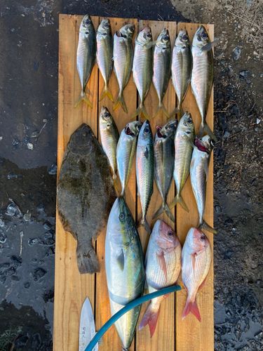 マアジの釣果