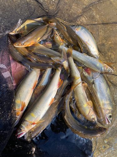 アユの釣果