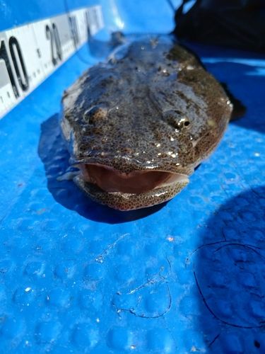マゴチの釣果