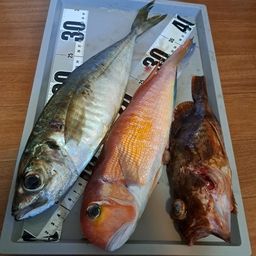アジ