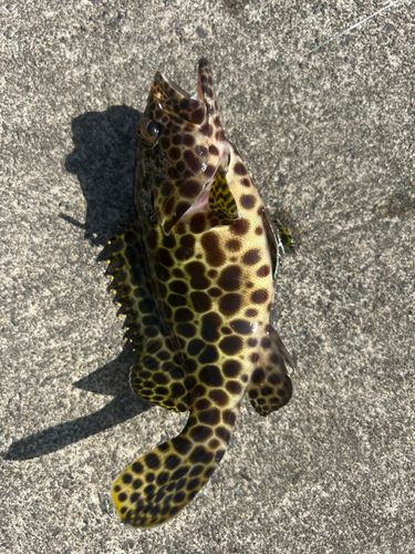 ムロアジの釣果