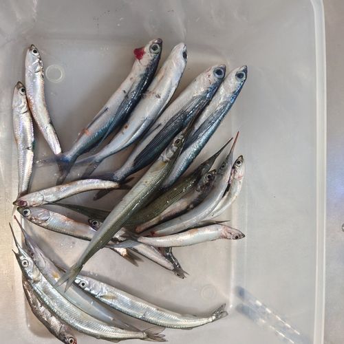 トビウオの釣果