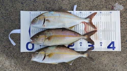 ショゴの釣果