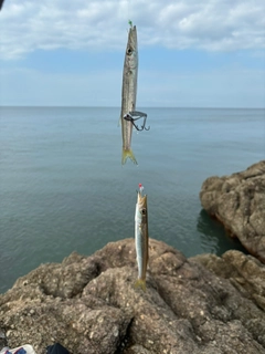 アカカマスの釣果