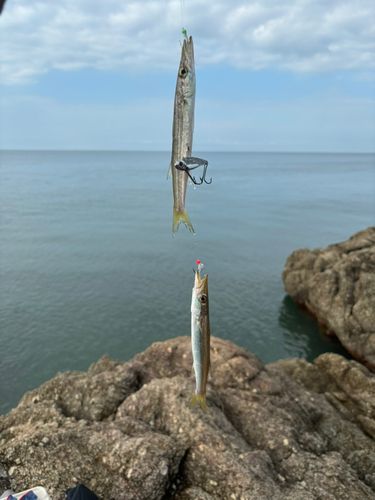 アカカマスの釣果