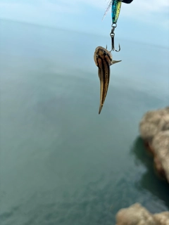 アカオビシマハゼの釣果