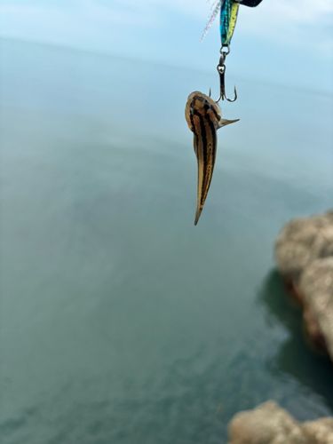 アカオビシマハゼの釣果