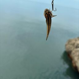 アカオビシマハゼ