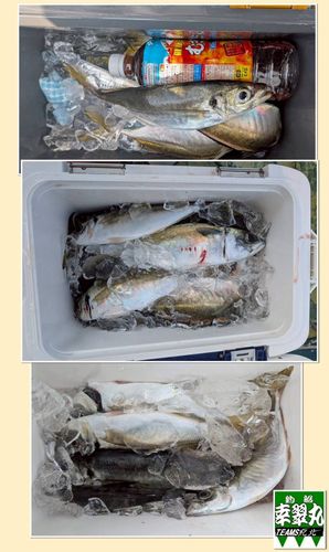 オニアジの釣果