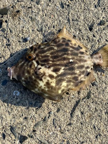 カワハギの釣果