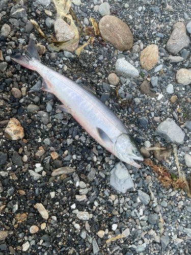 アキアジの釣果