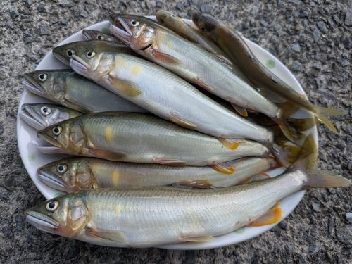 アユの釣果