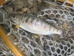 ヤマメの釣果