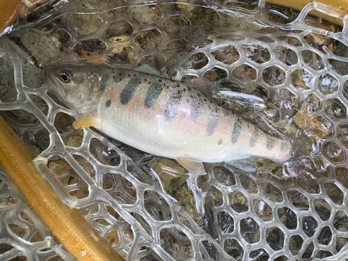 ヤマメの釣果