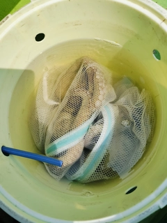 マダコの釣果