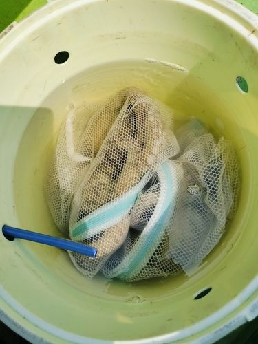 マダコの釣果
