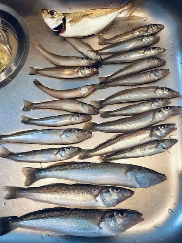 キスの釣果