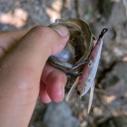 スモールマウスバス